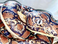 Disney Store Official Jungle Book Kaa Snake plush Soft Stuffed animal toy NEW
